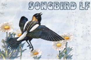 Songbird LF: A Musical Typeface for Branding